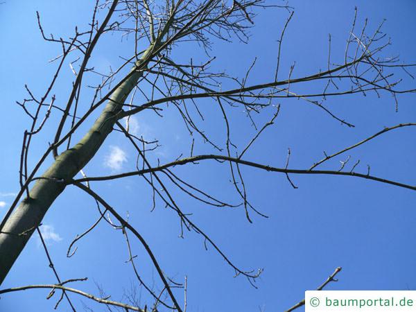 Schwarz-Esche (Fraxinus nigra) Krone im Winter