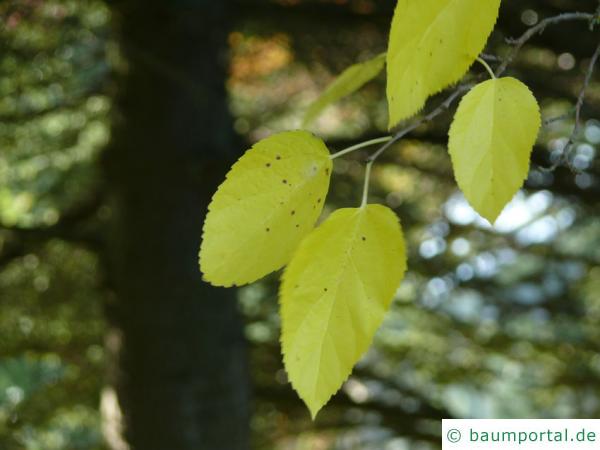 schwarze Maulbeere (Morus nigra) Blatt im Herbst