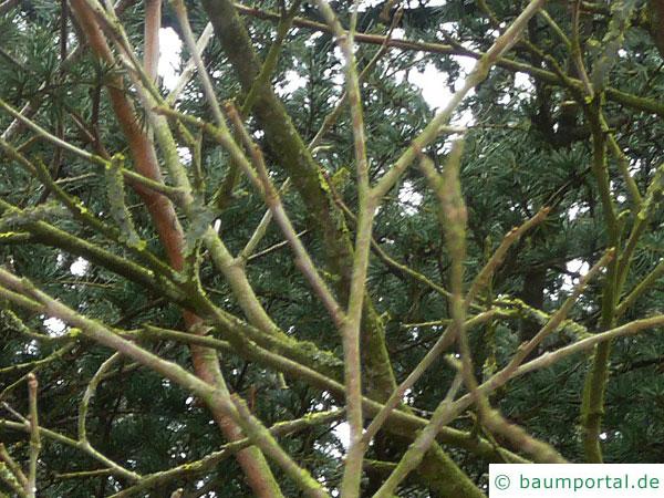 schwarze Maulbeere (Morus nigra) Zweige im Winter
