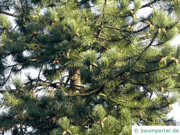 Schwarz-Kiefer (Pinus nigra) Äste