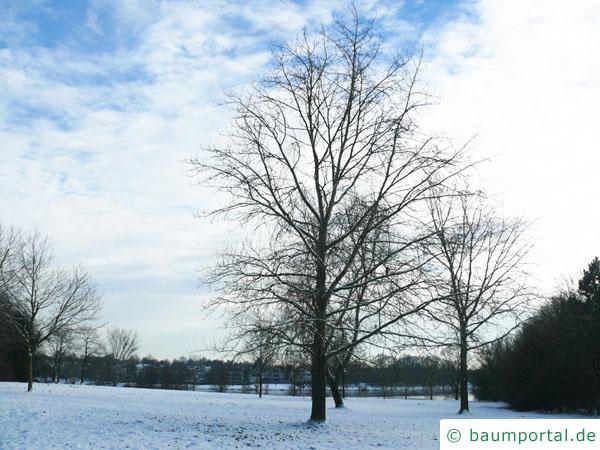 Schwarz-Pappel (Populus nigra) Baum im Winter