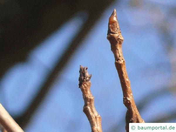 Schwarz-Pappel (Populus nigra) Endknospen