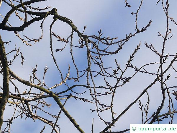 Schwarz-Pappel (Populus nigra) Zweige