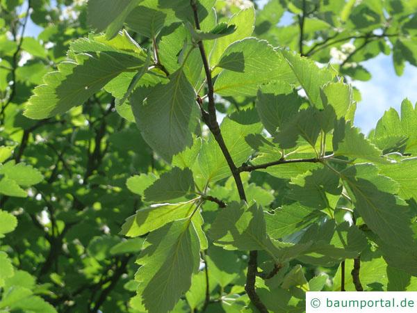schwedische Mehlbeere (Sorbus intermedia) Blätter