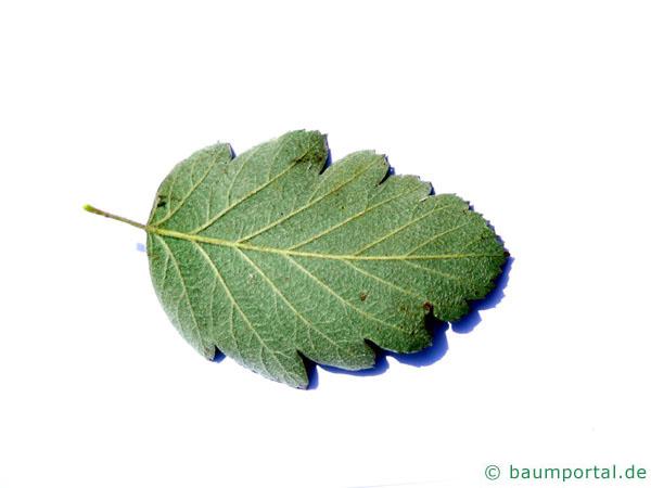 schwedische Mehlbeere (Sorbus intermedia) Blattunterseite