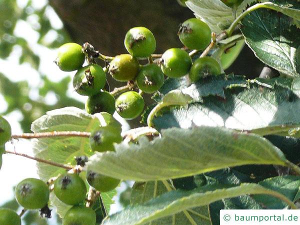 schwedische Mehlbeere (Sorbus intermedia) Früchte im Sommer