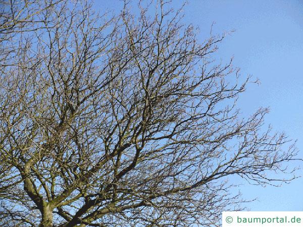 schwedische Mehlbeere (Sorbus intermedia) Krone im Winter