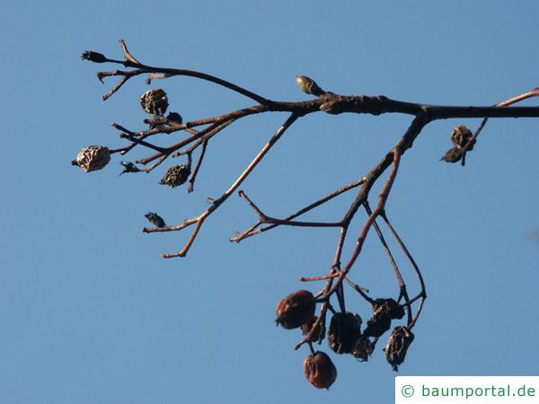 schwedische Mehlbeere (Sorbus intermedia) vertrocknete Früchte im Winter