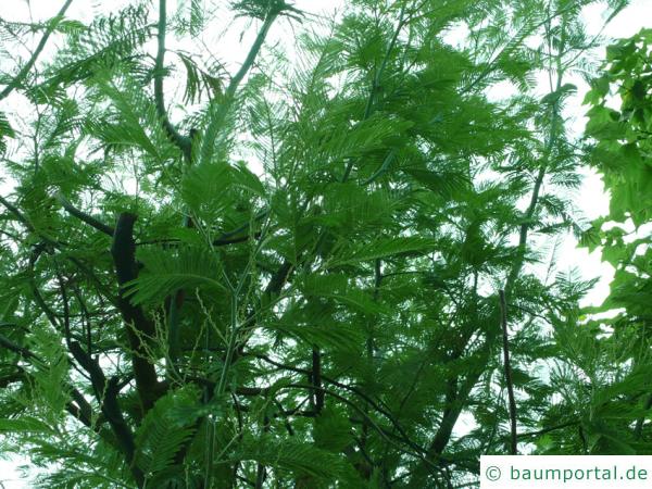 Silber-Akazie (Acacia dealbata) Baumkrone