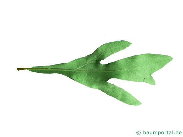 Silber-Eiche (Grevillea robusta) Blatt-Unterseite