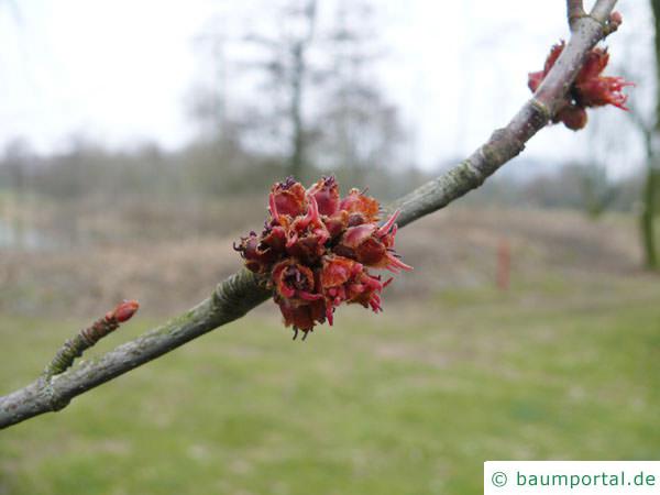 Silber-Ahorn (Acer saccharinum) rötliche kleine Blüte