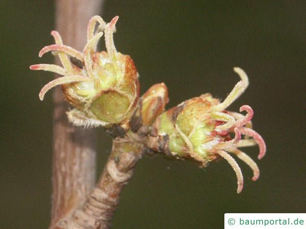 Silber-Ahorn (Acer saccharinum) die Frucht sind geflügelte Nüsschen