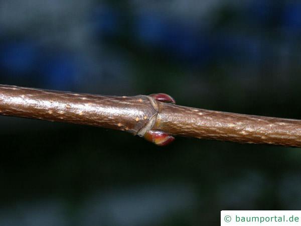 Silber-Ahorn (Acer saccharinum) Zweig mit rötlichen Seitenknospen