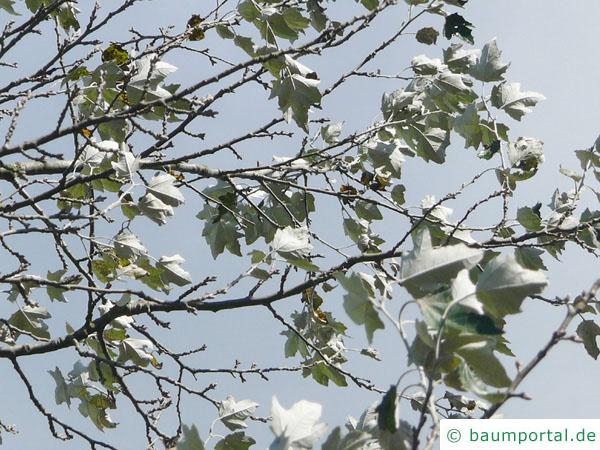 Silber-Pappel (Populus alba) Blätter