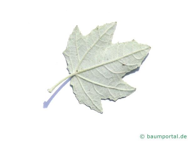 Silber-Pappel (Populus alba) Blattunterseite