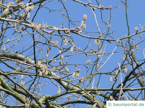 Silber-Pappel (Populus alba) Blüten