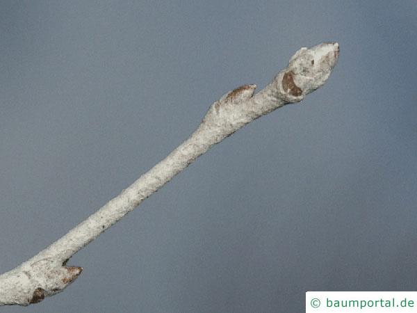 Silber-Pappel (Populus alba) Zweig