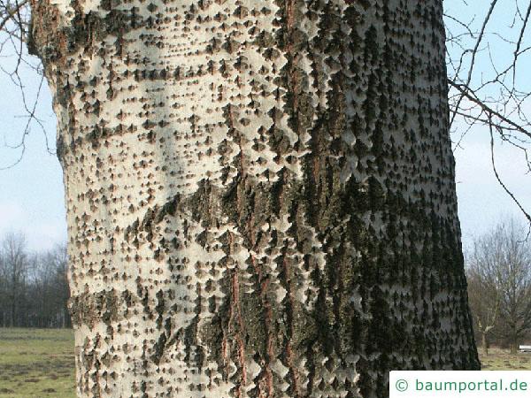 Silber-Pappel (Populus alba) Stamm / Rinde / Borke