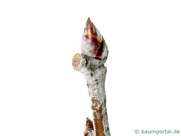 Silber-Pappel (Populus alba) Knospe
