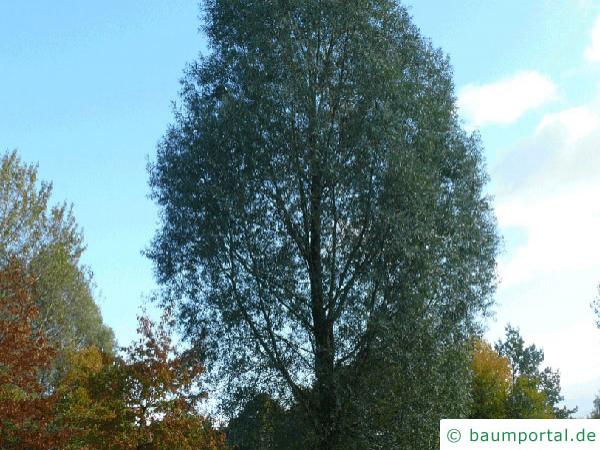 Silber-Weide (Salix alba) Baum