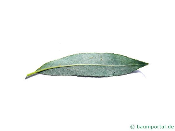 Silber-Weide (Salix alba) Blattunterseite