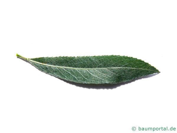 Silber-Weide (Salix alba) Blatt