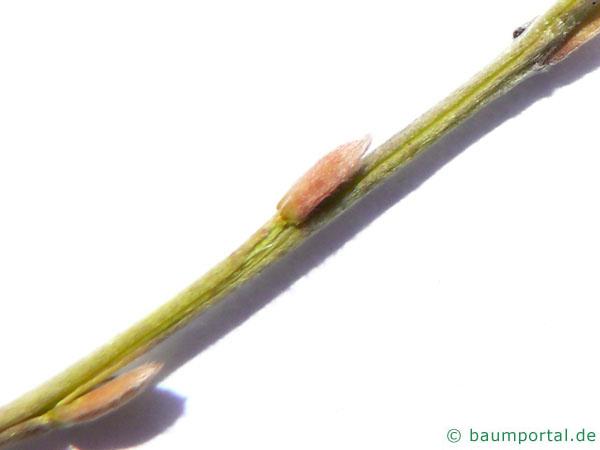Silber-Weide (Salix alba) Knospen