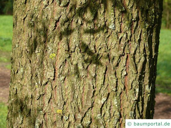 Silber-Weide (Salix alba) Stamm / Borke / Rinde