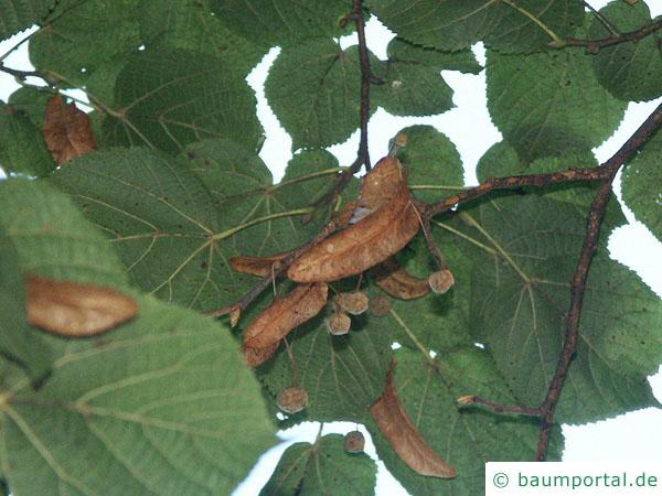 Sommer-Linde (Tilia platyphyllos) Früchte im Herbst