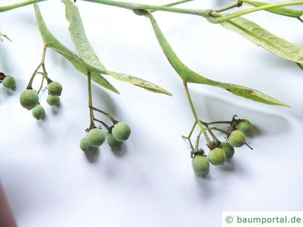 Sommer-Linde (Tilia platyphyllos) Früchte im Sommer