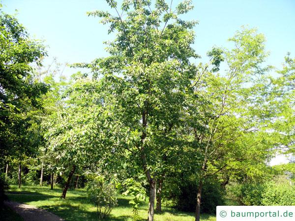 spähtblühende Trauben-Kirsche (Prunus serotina) Baum