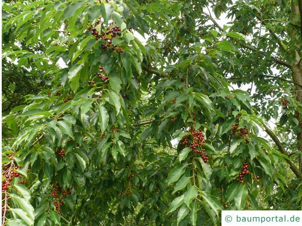 spähtblühende Trauben-Kirsche (Prunus serotina) Früchte / Kirschen