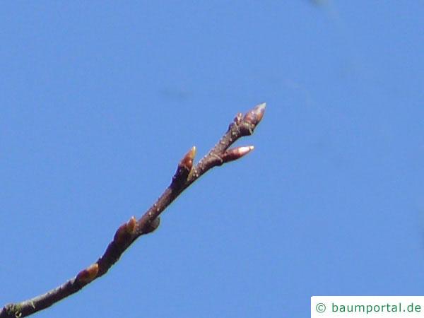 spähtblühende Trauben-Kirsche (Prunus serotina) Knospe