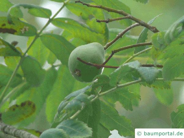 Speierling (Sorbus domestica) Frucht
