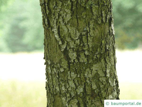 Speierling (Sorbus domestica) Stamm / Borke / Rinde
