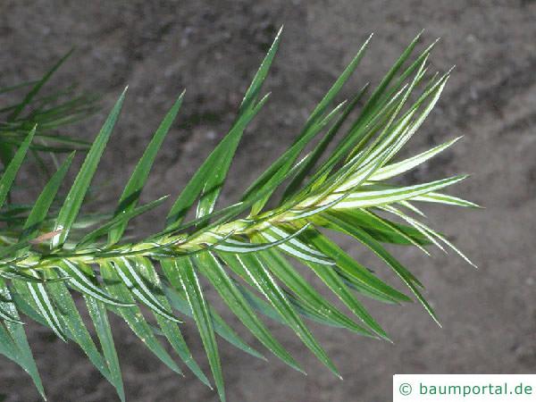 Spießtanne (Cunninghamia lanceolata) Nadeln
