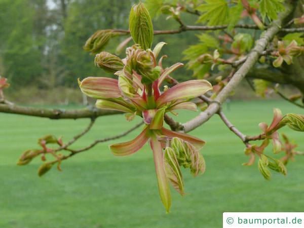 Spitz-Ahorn (Acer platanoides) im Austrieb