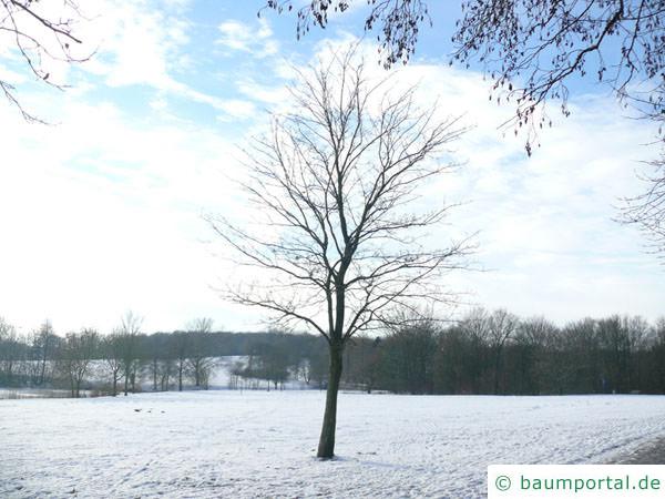 Spitz-Ahorn (Acer platanoides) Baum im Winter