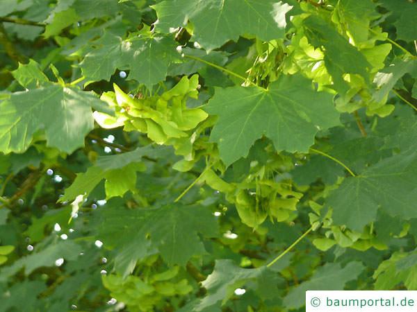  Spitz-Ahorn (Acer platanoides) Früchte