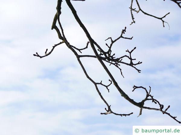 Spitz-Ahorn (Acer platanoides) Seitenknospen