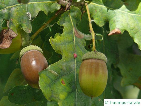 Stiel-Eiche (Quercus robur) Frucht / Eichel an langen Stielen
