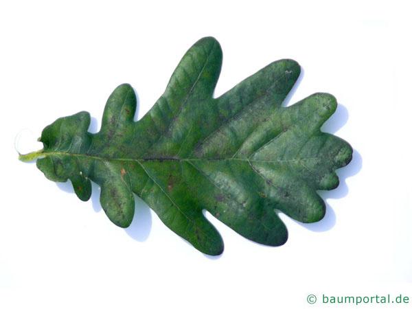 Stiel-Eiche (Quercus robur) Blatt