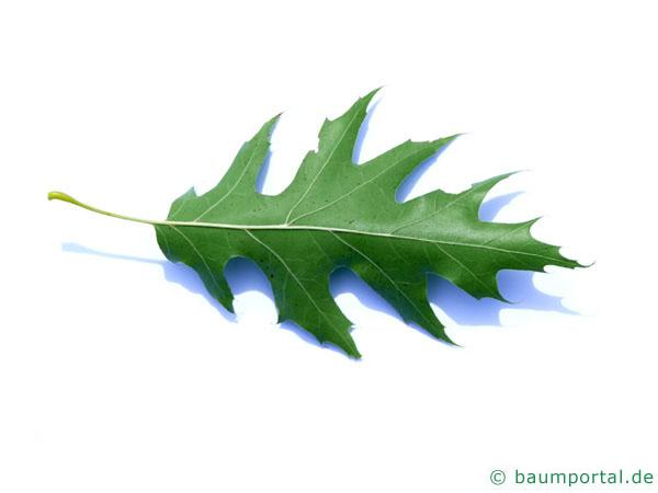 Sumpf-Eiche (Quercus palustis) Blatt Unterseite