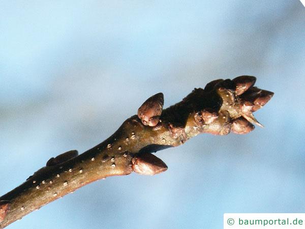 Sumpf-Eiche (Quercus palustis) Endknospen