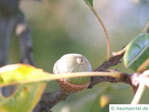 Sumpf-Eiche (Quercus palustis) Früchte / Eicheln