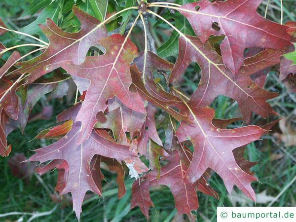 Sumpf-Eiche (Quercus palustis) Herbstfärbung der Blätter