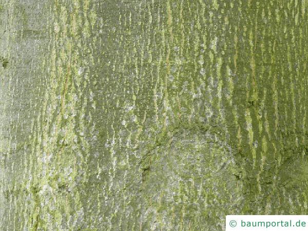 Sumpf-Eiche (Quercus palustis) Stamm / Rinde / Borke