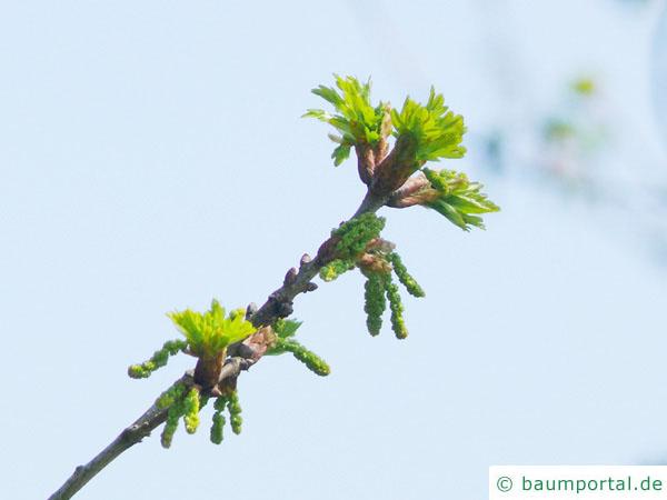 Trauben-Eiche (Quercus petraea) Blüte