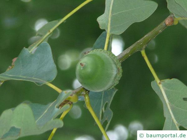 Trauben-Eiche (Quercus petraea) Frucht / Eichel
