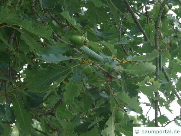 Trauben-Eiche (Quercus petraea) Früchte